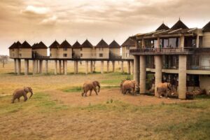 Read more about the article Salt Lick Safari Lodge