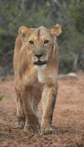 lion-in-tsavo-east