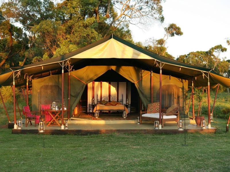 mara-fig-tree-camp